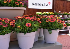 Osteospermum ecklonis Zion Purple Sun was – of course- also on display, the winner of the Fleuroselect award 2018.